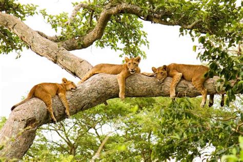 Tree Climbing Lions Ishasha Gorilla Safaris