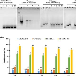 Nuclease Protection Assay Of The Naked DsRNA CFdsRNA PSdsRNA And