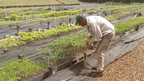 Integrado recebe mudas do Instituto Água e Terra IAT para projeto de