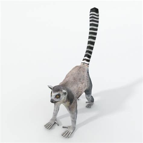 Lemur 3d Models Download Free3d