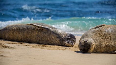 Endangered Species Act | The Marine Mammal Center