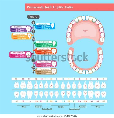 Baby Tooth Chart On Blue Background Stock Illustration 751359907