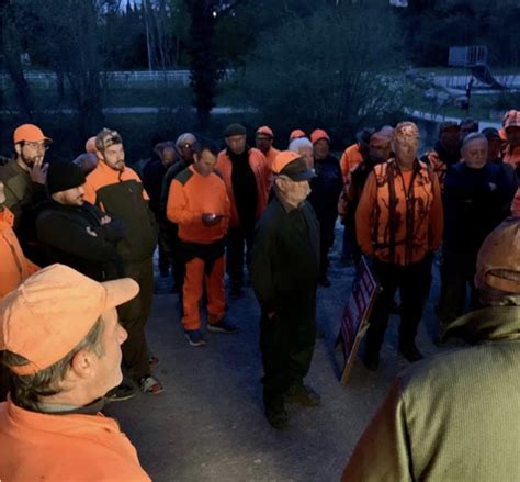 Pr S De Montpellier Vingt Sangliers Abattus Par Des Chasseurs Lors D