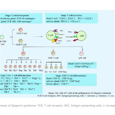 Role Of Cd4 T Cells In The Pathogenesis Of Ss Pss Primary Sjögren S Download Scientific