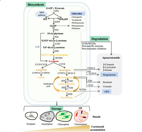 A Schematic Diagram Of Plant Carotenoid Metabolic Pathway In Plastids