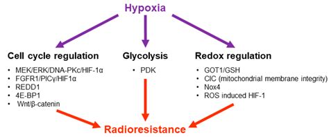 The Role Of Hypoxia In Gb Radioresistance Cell Cycle Regulation