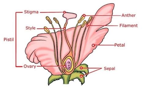 Flower Reproductive System Diagram Flower Anatomy Printout