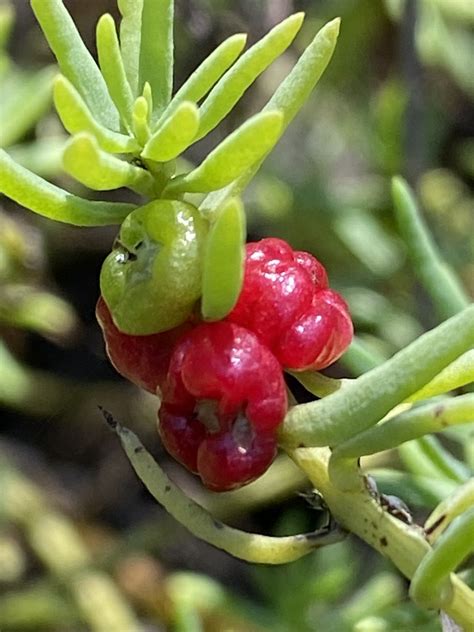 Barrier Saltbush From Boondall Wetlands Reserve Nudgee Beach QLD AU