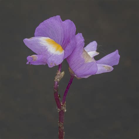 Purple Bladderwort From Rockland County NY USA On August 2 2019 At