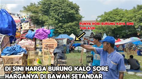 Di Sini Kalo Sore Harga Burung Di Bawah Setandar Youtube