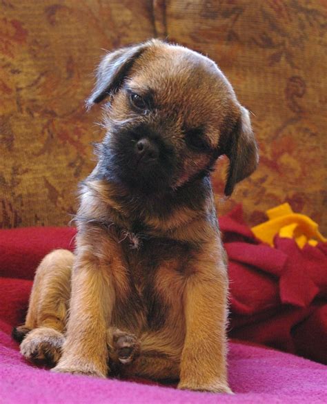 Border Terrier Terrier Mix Breeds Terrier Dog Breeds Border Terrier