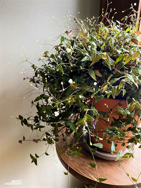 Bridal Veil Plant: How to Grow this Beautiful Flowering Houseplant