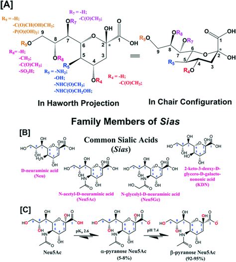 A Generic Molecular Structure Of Sia B Molecular Structures Of