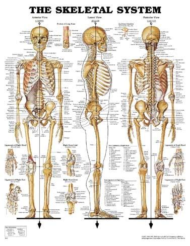 Skeletal System - Max's Biology Project