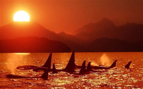 Orca Wallpapers - Wallpaper Cave