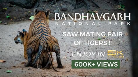 Tiger Mating Extremely Rare Moment Captured In 4k Bandhavgarh National