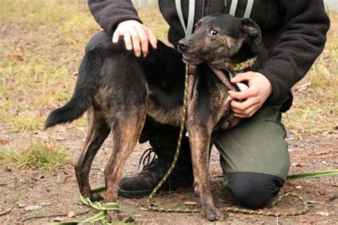 Hund Wird Monatelang In Zwinger Eingesperrt Folgt Nach Der Rettung Ein