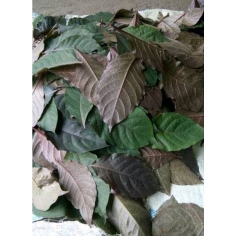 Jual Promo Daun Ungu Segar Handeuleum Obat Wasir Ambeien 50 Lembar