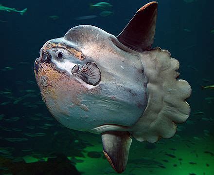 Ocean sunfish - Wikipedia