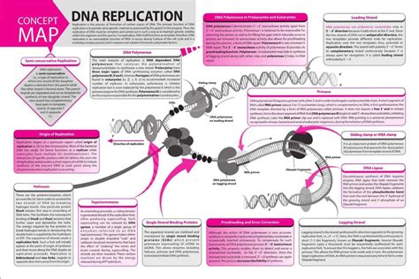 Dna Structure Concept Map