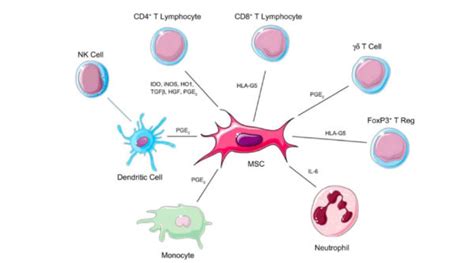 10 Beneficios De Las Celulas Mesenquimales MSC Curso Celulas Madre