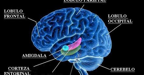 Neurociencia Una Estructura Emocional La Am Gdala