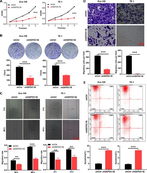 Silencing Depdc1b Inhibits Escc Cell Proliferation Migration And