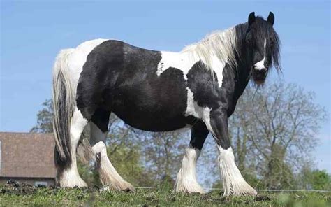 Piebald Horse - Fun Facts and Breed Profile - Equine Desire