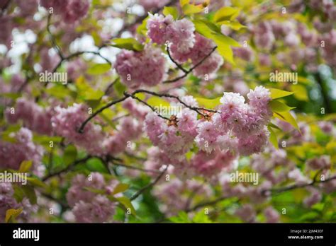 A beautiful pink cherry blossoms on a tree in a Japanese garden Stock ...
