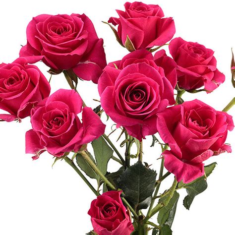 Hot Pink Spray Roses, Spray Roses in Bulk | Wholesaleflowers.net