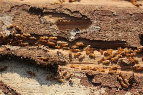 Signs Of A Termite Infestation Tips To Prevent Termites