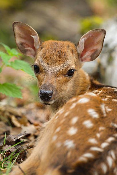 8924 Fawn Photos And Premium High Res Pictures Cute Animals Cute