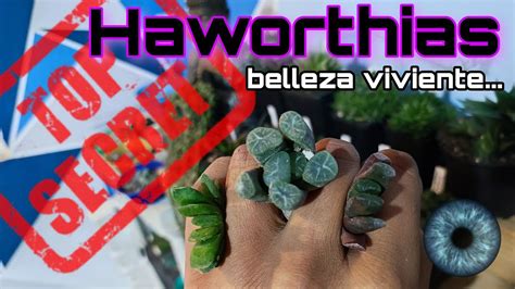 TOP SECRET HAWORTHIAS YouTube