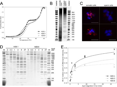 Sph2bs Stabilise Chromatin Structure And Restrict Chromatin