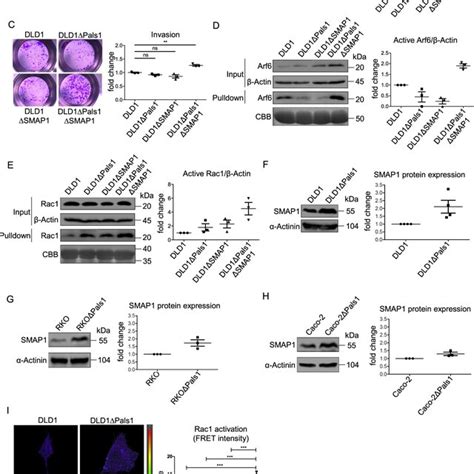 Loss Of Pals1 In A Colorectal Cancer Cell Line Hct116 Results In Tj