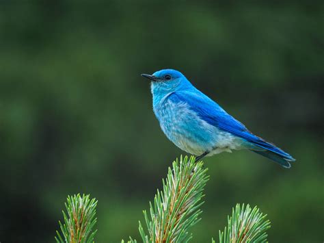 Mountain Bluebird Audubon Field Guide