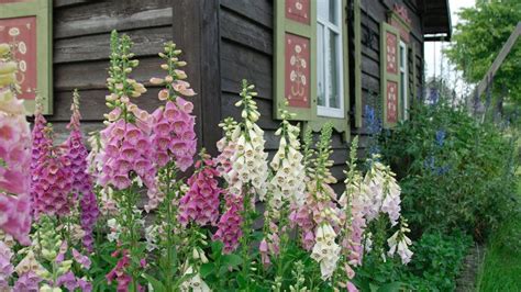 Foxglove Plants -Growing And Care Tips - Gardenfrontier