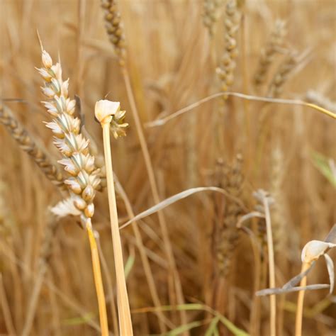 Premium Photo | Wheat harvest