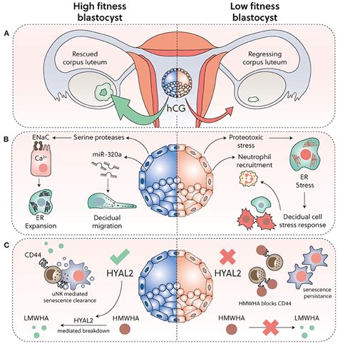 Frontiers The Role Of Decidual Subpopulations In Implantation