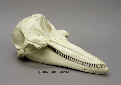 Dolphin skull | Animal skulls, Skull and bones, Animal skeletons