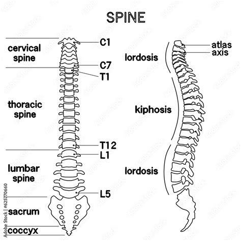 脊椎全体の形がわかるイラスト Stock Vektorgrafik Adobe Stock