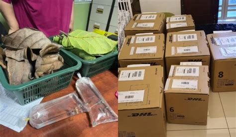 Bermodal Rm Jual Daun Ketapang Di Ebay Pensyarah Muda Kini Jadi