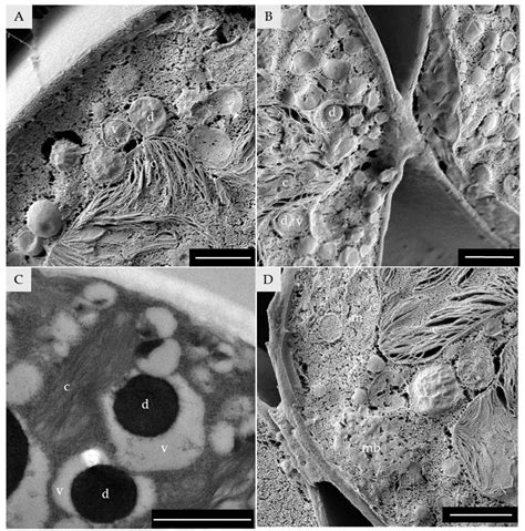 Diversity Free Full Text Low Temperature Scanning Electron