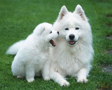 Samoyed Breed Guide Learn About The Samoyed