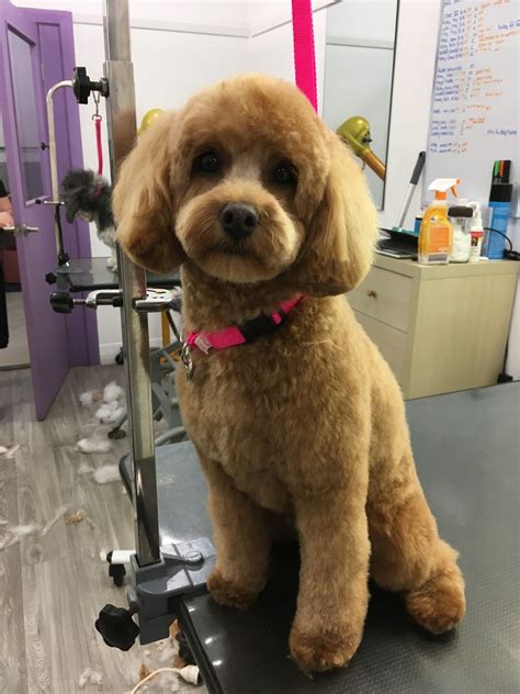 Top 10 Cavoodle Groomers in NSW - Cavoodle Community Australia