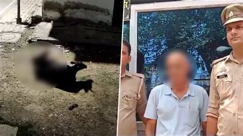 Kanpur Bestiality Video 57 Year Old Brijesh Kumar Mishra Caught On