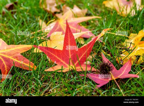 Liquidambar Styraciflua Autumn Hi Res Stock Photography And Images Alamy