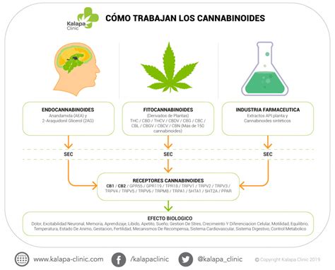 Los Cannabinoides De La Marihuana Medicinal Kalapa Clinic