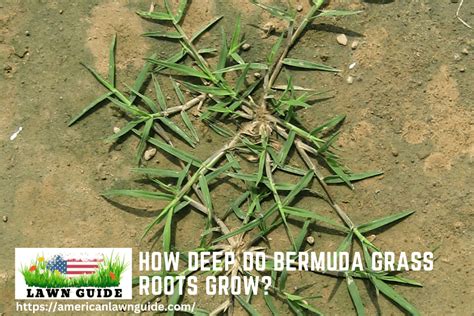 How Deep Do Bermuda Grass Roots Grow Unveil Secrets