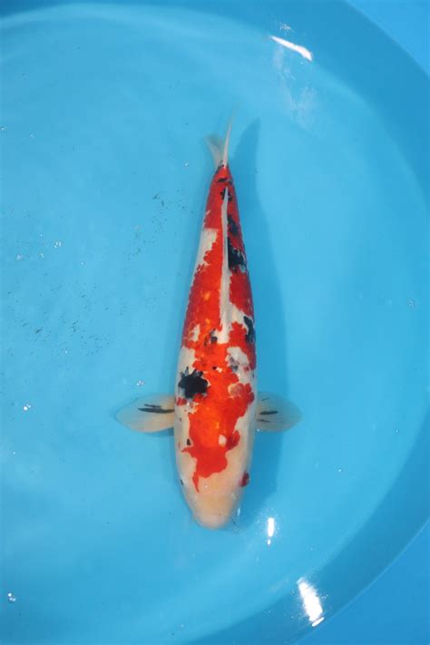 Carpe Koi Japonaise Sanke 54cm Carpe Koi Japonaise Aquakoi